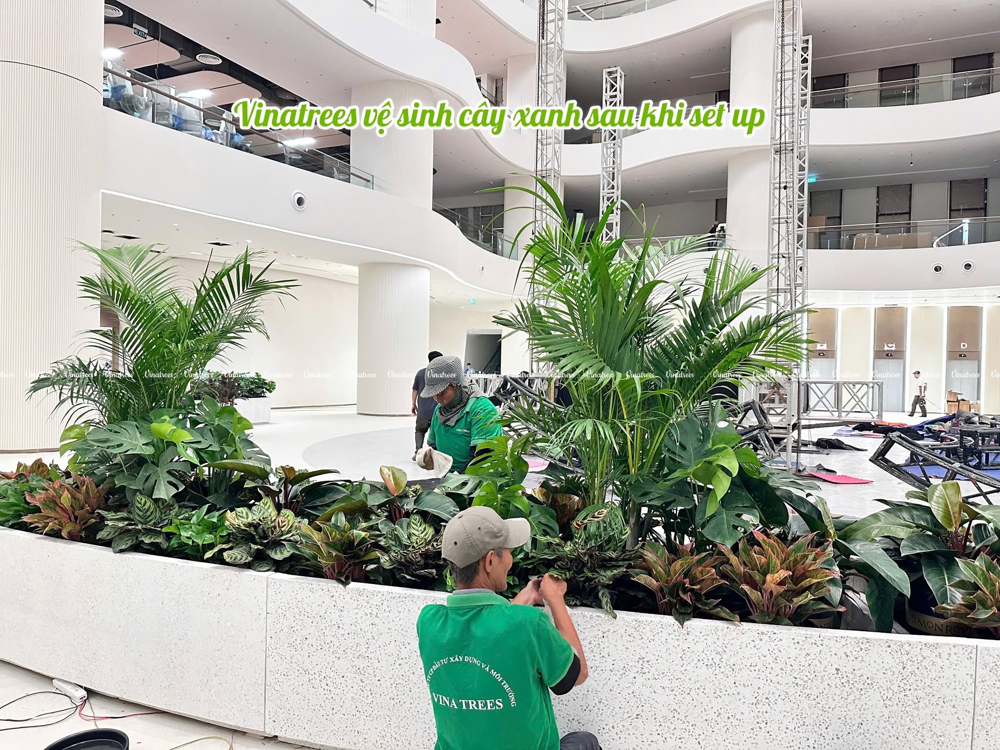 Nhân viên Vinatrees vệ sinh cây xanh khi setup